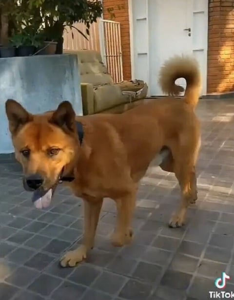 Uma improvável mistura de Chow Chow com Pastor Alemão deu origem ao alto 