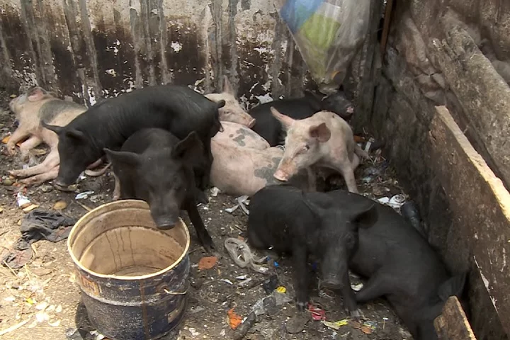 Antes, a triagem inicial do lixo na comunidade era realizada com a ajuda dos porcos, que consumiam os resíduos orgânicos. 