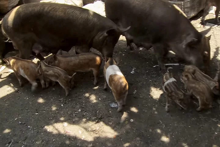 Quando atingiam o tamanho adequado, esses animais eram vendidos para resorts e destinos turísticos.