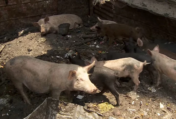 Por serem cristãos coptas, os Zabbaleen não podem criar, alimentar ou viver perto de porcos, um animal considerado 