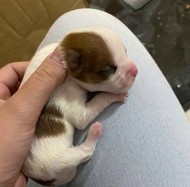 A história cômica da família canina, de Roseira, São Paulo, tem sido um sucesso no Tiktok, com mais de 60 mil visualizações no vídeo postado em 7 de junho de 2023.