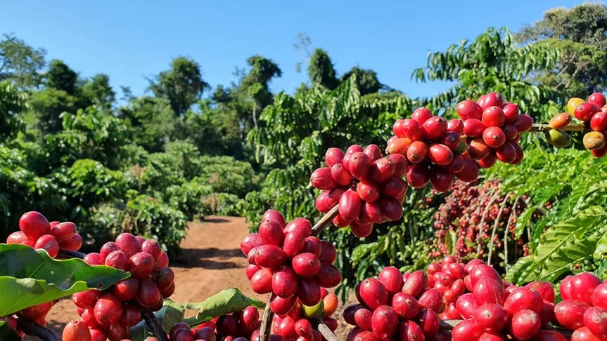 Na produÃ§Ã£o de cafÃ©s especiais, sÃ£o usados apenas os frutos maduros, que estÃ£o amarelos ou vermelhos. E poucos grÃ£os imperfeitos passam pelo processo. DaÃ­ a qualidade superior. 