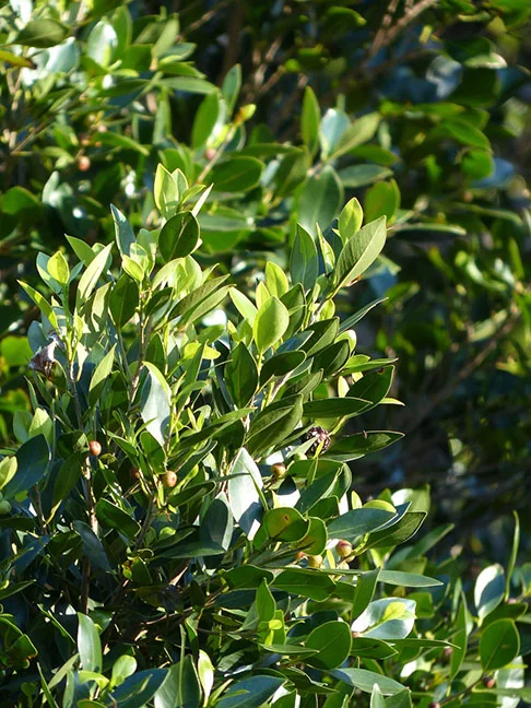 Quem preferir e tiver espaço, pode cultivar as folhas de louro em casa. Pode plantar no quintal, onde ela se desenvolverá bastante. 