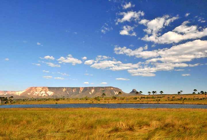 O Cerrado também passa por um desmatamento agressivo. As pastagens cresceram 17 milhões de hectares nos últimos 38 anos, sendo 10%  na última década.  Além disso, o MapBiomas mostra que o Cerrado é o bioma brasileiro mais impactado pelo perda de vegetação para o plantio de soja. 