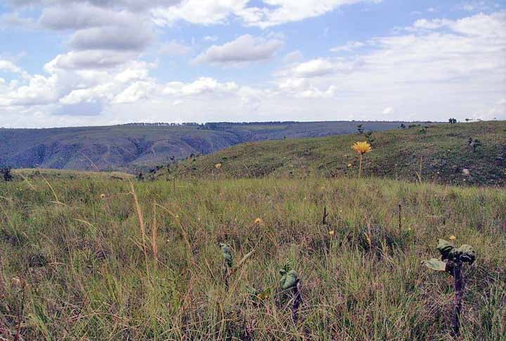 Até 2022, 282,5 milhões de hectares, o que corresponde a 33% de todo o território brasileiro, estavam ocupados pela agropecuária, de acordo com a pesquisa MapBiomas.