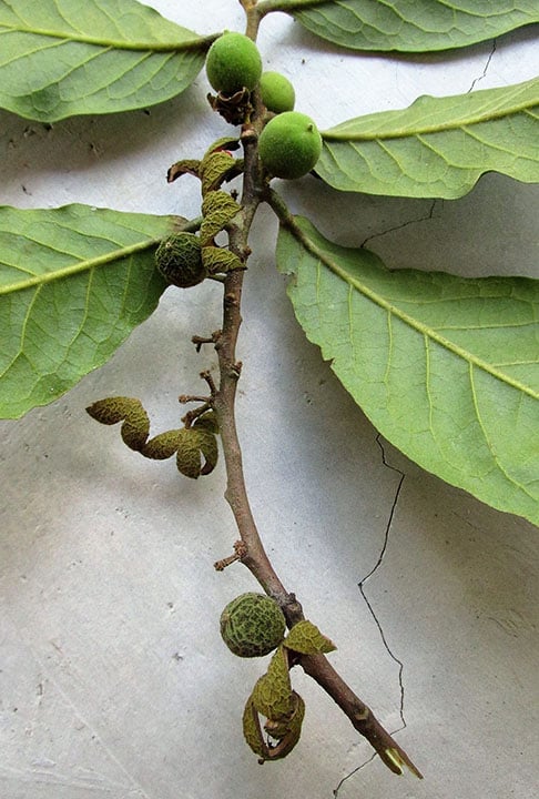 O louro é uma planta medicinal da espécie Laurus nobilis, que possui substâncias, como taninos e flavonoides, com diversas ações benignas no organismo. 