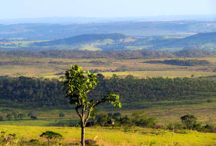 A área destinada para alimentar animais no Cerrado é o dobro em relação à área de agricultura.