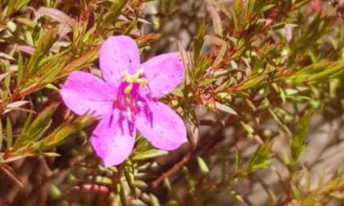 Nova espécie de quaresmeira é encontrada no Parque Estadual da Serra do Rola-Moça -  (crédito: Instituto Estadual de Florestas/divulgação)