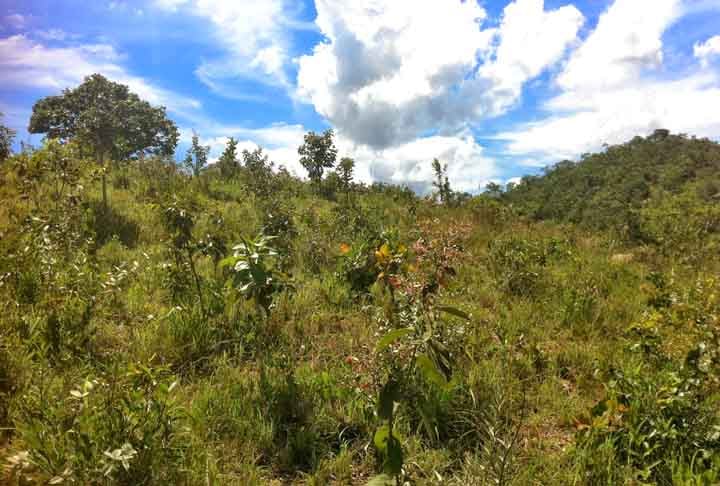 O estudo mostra ainda que a agricultura temporária - ou área de grãos - cresceu 18 milhões de hectares no Cerrado.