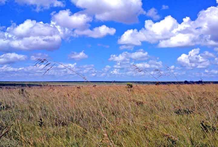 Essa expansão da agropecuária no Brasil, sem organização e coordenação de práticas sustentáveis, pode destruir a fauna, a flora e degradar completamente o solo.