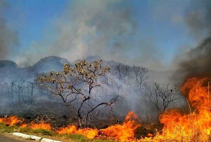 E mais: o desmatamento desenfreado para plantio de soja e outros grãos aumenta diretamente a emissão de gases do efeito estufa.