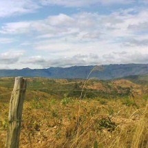 Desmatamento e seca afetam o Cerrado, uma das pérolas da natureza no Brasil -  Flickr/fabianomatama