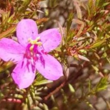 Nova espécie de flor é descoberta no Parque do Rola-Moça, na Grande BH - Instituto Estadual de Florestas/divulgação