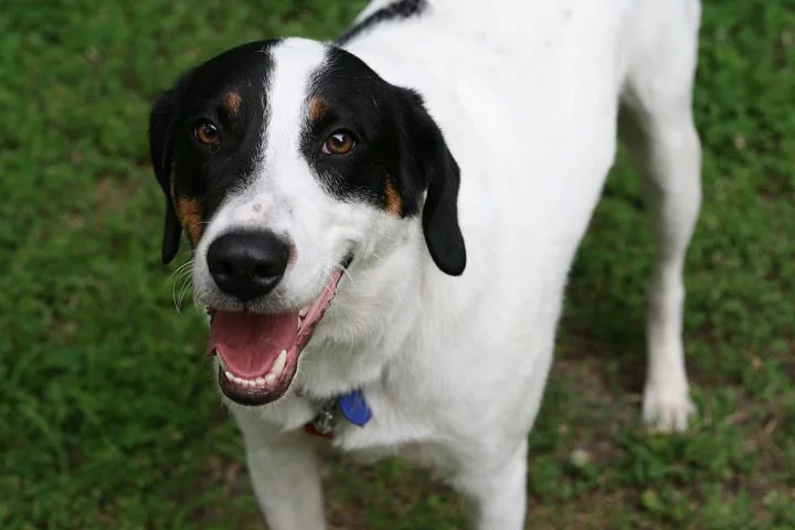 O abandono de animais aumenta em dezembro por causa das festas de Natal e Réveillon. Muita gente desiste dos bichos para viajar, pois não quer pagar para deixá-los em hospedagens.  Um dos cães mais preteridos é o popular Vira-Lata ou Sem Raça Definida (SRD). Mas esse cãozinho é amado por muitos brasileiros.  -  (crédito: flickr/Jamin Gray)