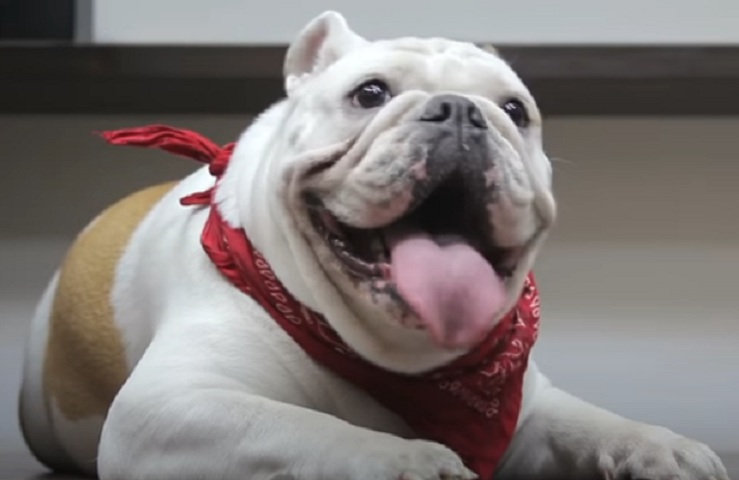 7° lugar: Buldogue Inglês - Preço Médio: De R$ 5 mil a R$ 4 mil - Pouca gente sabe, mas essa raça tem o nome Bulldog (cão-touro) por descender dos antigos buldogues ingleses, cães que eram usados para enfrentar touros. Após a proibição da prática, a espécie conseguiu sobreviver muito por causa da intervenção humana.