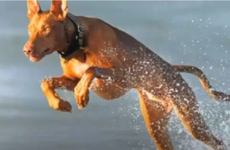 10° lugar: Cão De Faraó - Preço Médio: De R$ 4 mil a R$ 2 mil - De origem das Ilhas Malta, é uma raça usada muitas vezes para a caça de coelhos.E apesar de ter traços semelhantes aos dos antigos cães de Egito, foi comprovado que ele não tem nenhuma ligação com o antigo Egito