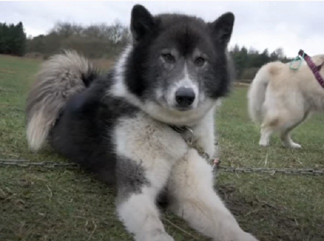 4° lugar: Cão Esquimó Canadense - Preço Médio: R$ 7 mil - Trabalho e esforço. Essas são as palavras que definem esse tipo de cachorro, que precisa constantemente de atividades físicas exigentes e intensas. Infelizmente essa raça está ameaçada de extinção. 