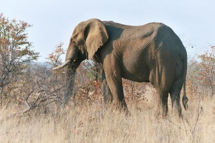 Dali se avistam os chamados Big Five da África ('os cinco grandes'). São eles: elefantes, leões, leopardos, búfalos e rinocerontes. Animais que podem ser avistados das varandas das suítes para deleite dos hóspedes, que têm a chance de acompanhar na natureza africana em sua plenitude. 