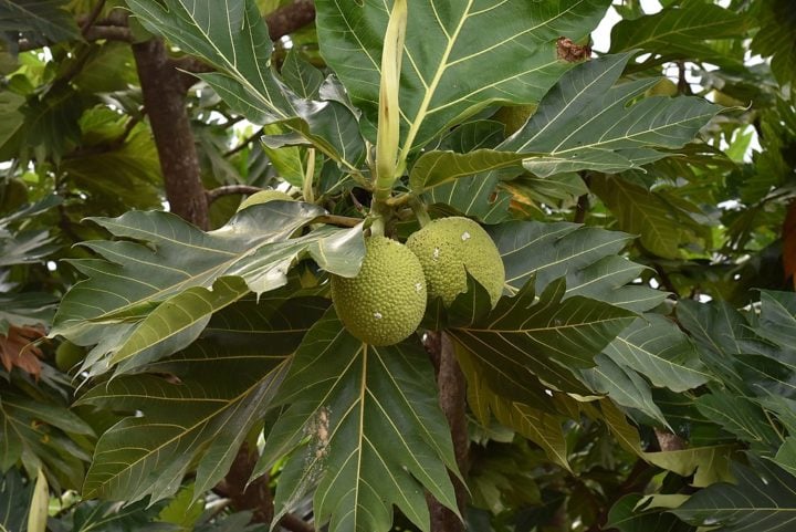 A fruta-pão era vista como uma possível fonte de alimento barata e abundante para os escravos que trabalhavam nas plantações.