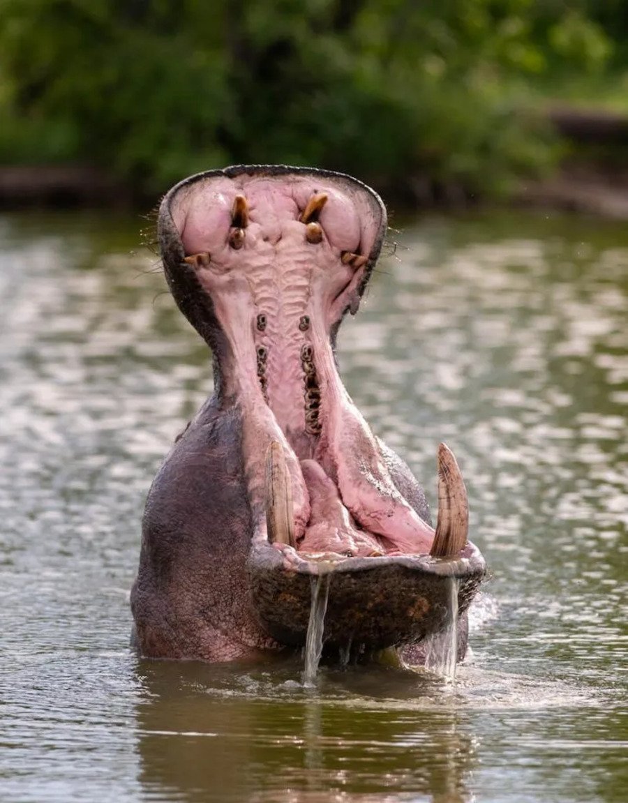 Além desses animais que são os mais referenciais na região, outros também são avistados, inclusive girafas, que passeiam pela savana, e hipopótamos, que se banham no rio abaixo da ponte. 