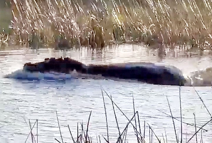 Um vídeo na internet mostra o ataque de um hipopótamo a leões em Botswana, que atraiu a atenção de milhões de pessoas e entrou para a lista dos mais curiosos do mundo animal.  O FLIPAR mostrou e houve vários tipos de reações. 