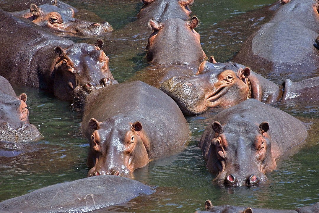 Os hipopótamos são sedentários e gostam de se banhar em rios e o contato com a água é algo que surte efeito relaxante para eles. Além disso, a água é fundamental para deixar sua pele úmida, evitando rachaduras. Eles só saem do ambiente aquático para se alimentar.