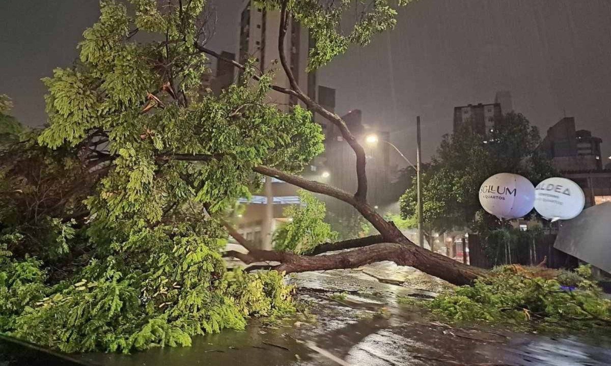 Chuva derrubou árvore na Avenida Afonso Pena, na esquina com a Rua Pernambuco, na Região Centro-Sul de Belo Horizonte -  (crédito: Ronaldo Antônio/Arquivo Pessoal)