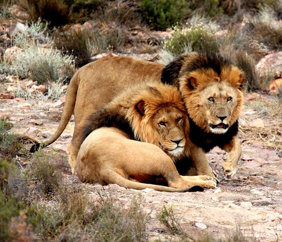 Eles são encontrados, principalmente, na África. Na Ásia há poucos leões por causa da perda de habitat, caça excessiva e competição com humanos ao longo dos séculos. Originalmente, leões eram encontrados em grande parte do continente, mas hoje restam apenas alguns na natureza, especificamente na floresta de Gir, na Índia, onde o Leão Asiático (uma subespécie distinta) sobrevive. 