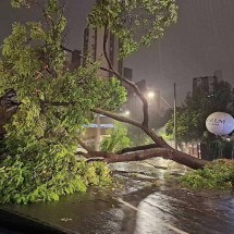 Chuva alaga vias e derruba árvores em Belo Horizonte - Ronaldo Ant&ocirc;nio/Arquivo Pessoal