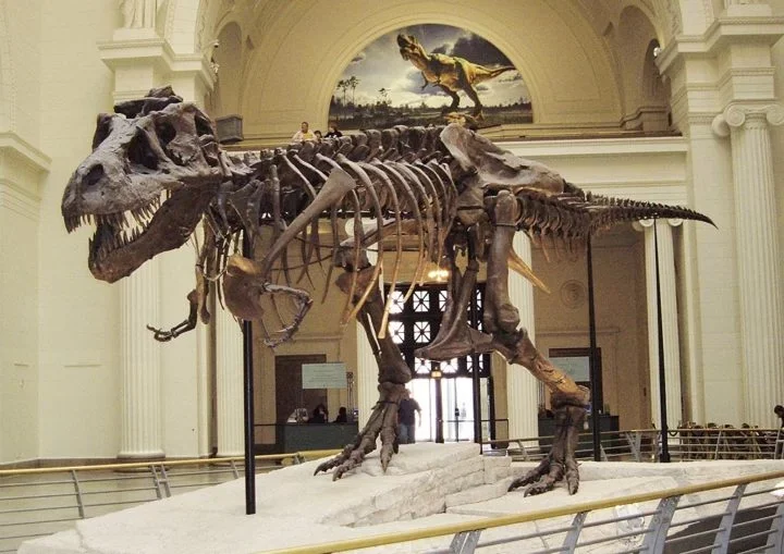 Descoberta da maior ossada de T-Rex na história tem 24 anos - flickr/Michael Gray