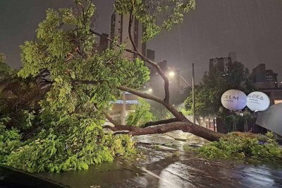 Chuva derrubou árvore na Avenida Afonso Pena, na esquina com a Rua Pernambuco, na Região Centro-Sul de Belo Horizonte -  (crédito: Ronaldo Antônio/Arquivo Pessoal)