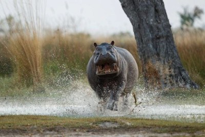 Os hipopótamos são animais ferozes, que, apesar da aparência de tontos, estão entre os mais perigosos do planeta. Histórias não faltam sobre eles. E uma delas desbanca a ideia de que os leões são reis da Selva.  -  (crédito: vladimircech por freepik)