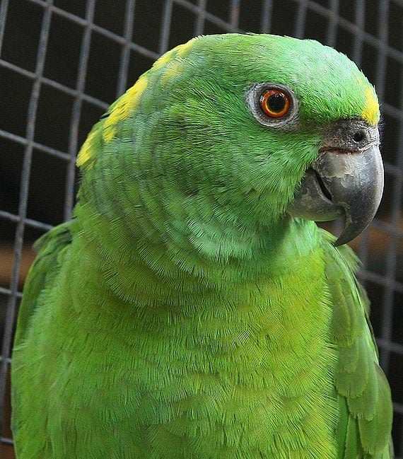 Papagaio-de-nuca-amarela - Pássaro comum na Amazônia , também é encontrado no México e na América Central. Pode viver até 60 anos. 