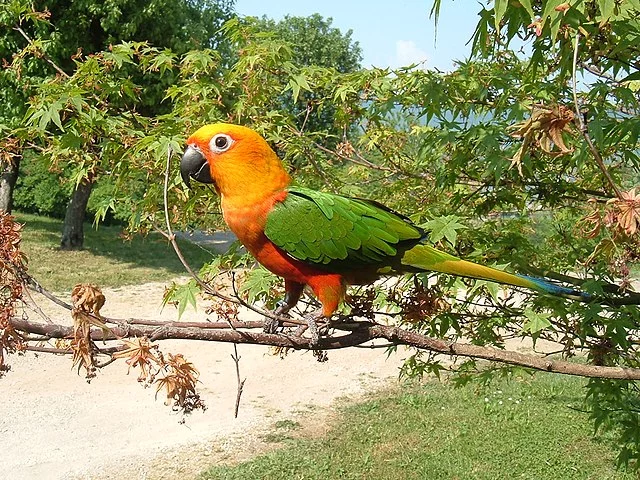 Não é de hoje que papagaios chamam atenção pela capacidade de imitar sons humanos e pela inteligência, que os coloca na lista dos animais mais espertos do planeta. 