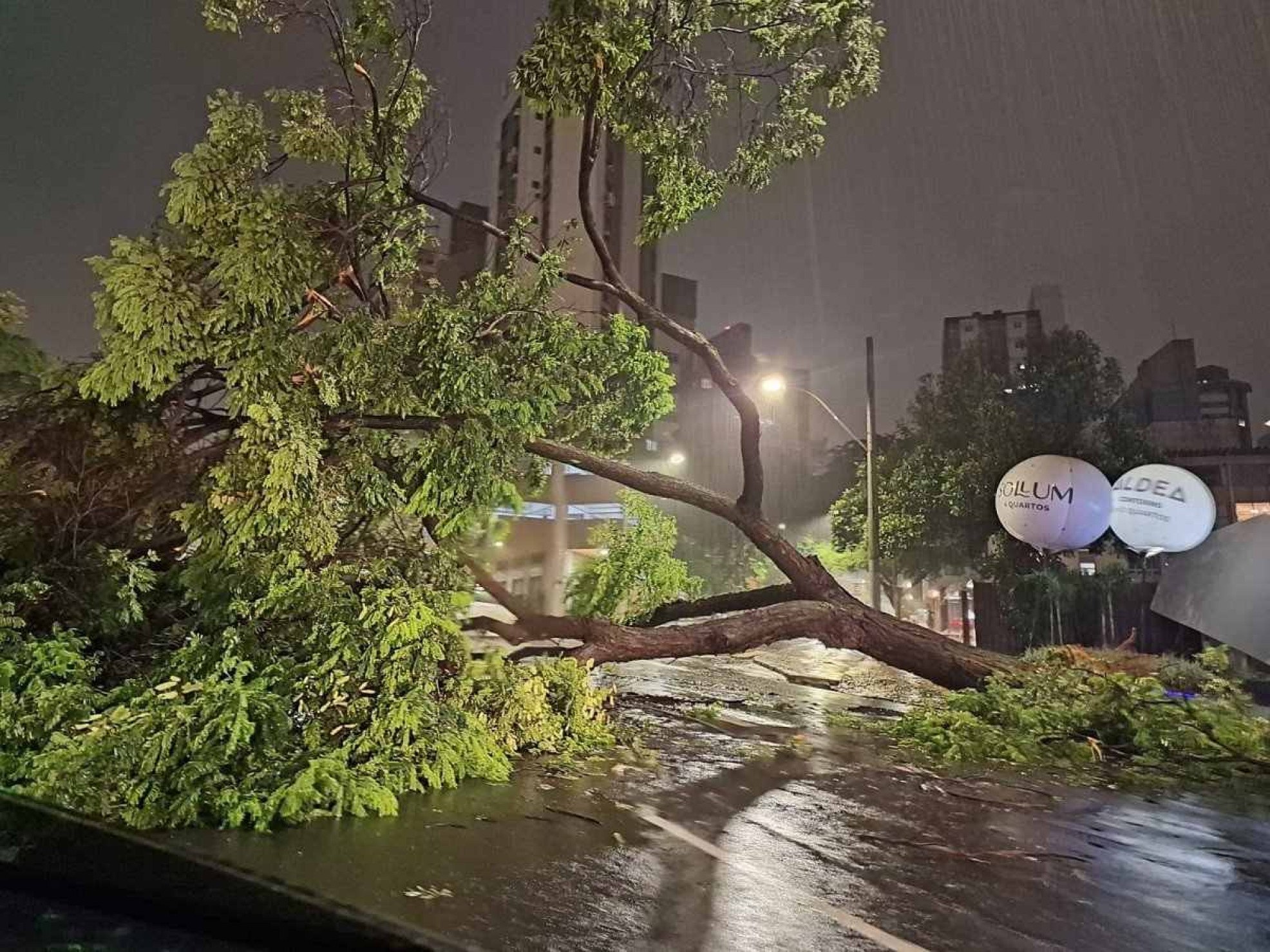 Chuva alaga vias e derruba árvores em Belo Horizonte