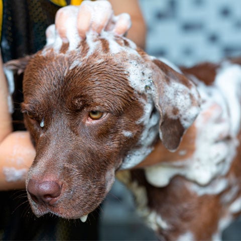 Dica importante: Higiene dos cachorros - A higiene é importante para deixar o animal saudável e prevenir doenças. Entre os cuidados de higienização estão a escovação, limpeza dental, dos ouvidos, além dos banhos regulares.  