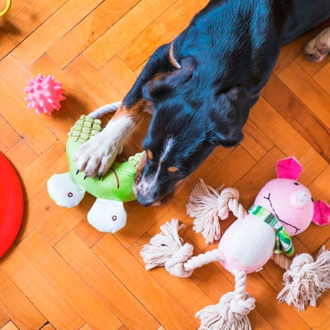 Dica importante: Estimular a inteligência - O exercício mental é tão importante quanto o exercício físico e o adestramento. Sessões de habilidade canina vão permitir que o cachorro tenha a mente ativa, além de fortalecer a relação no dia a dia. 