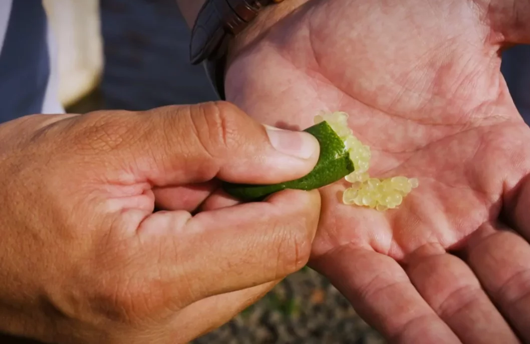 A polpa do limão-caviar é composta por pequenas esferas translúcidas, semelhantes a pérolas, que explodem na boca liberando um suco ácido, cítrico e refrescante. Essas esferas são frequentemente comparadas ao caviar, daí o nome 