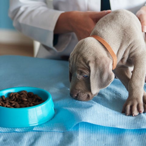 Dica importante: Alimentação dos pets - Para mantê-los saudáveis é preciso ter muito cuidado. Há alimentos que são proibidos para cães, pois podem causar intoxicação. É o caso, por exemplo, de chocolate, uvas ou cebola. Procure se informar com fontes confiáveis antes de fornecer alimentos que não sejam ração. 