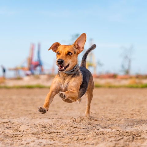 Dica importante: Exercícios físicos - Assim como os humanos, os animais precisam de exercício físico para manter a musculatura e canalizar o estresse. Pode deixá-lo correr ou pegar bolinhas, por exemplo.  