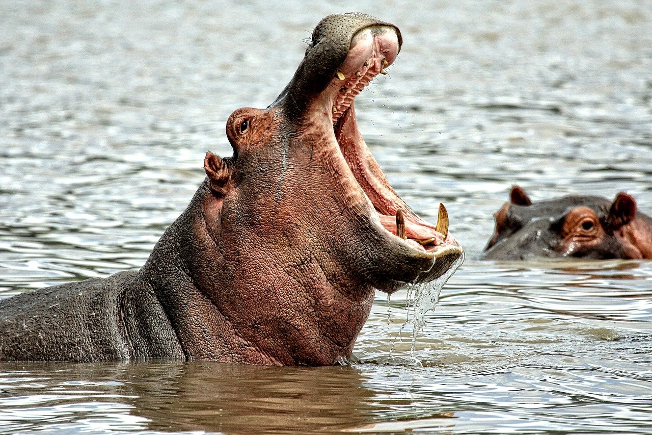 Os principais afetados são os povos ribeirinhos, que utilizam canoas para navegar no ambiente desses animais. Há relatos de pessoas que já tiveram seus barcos virados por hipopótamos. A mordida de um hipopótamo tem uma pressão equivalente a 825 quilos - uma das mais fortes do mundo.  