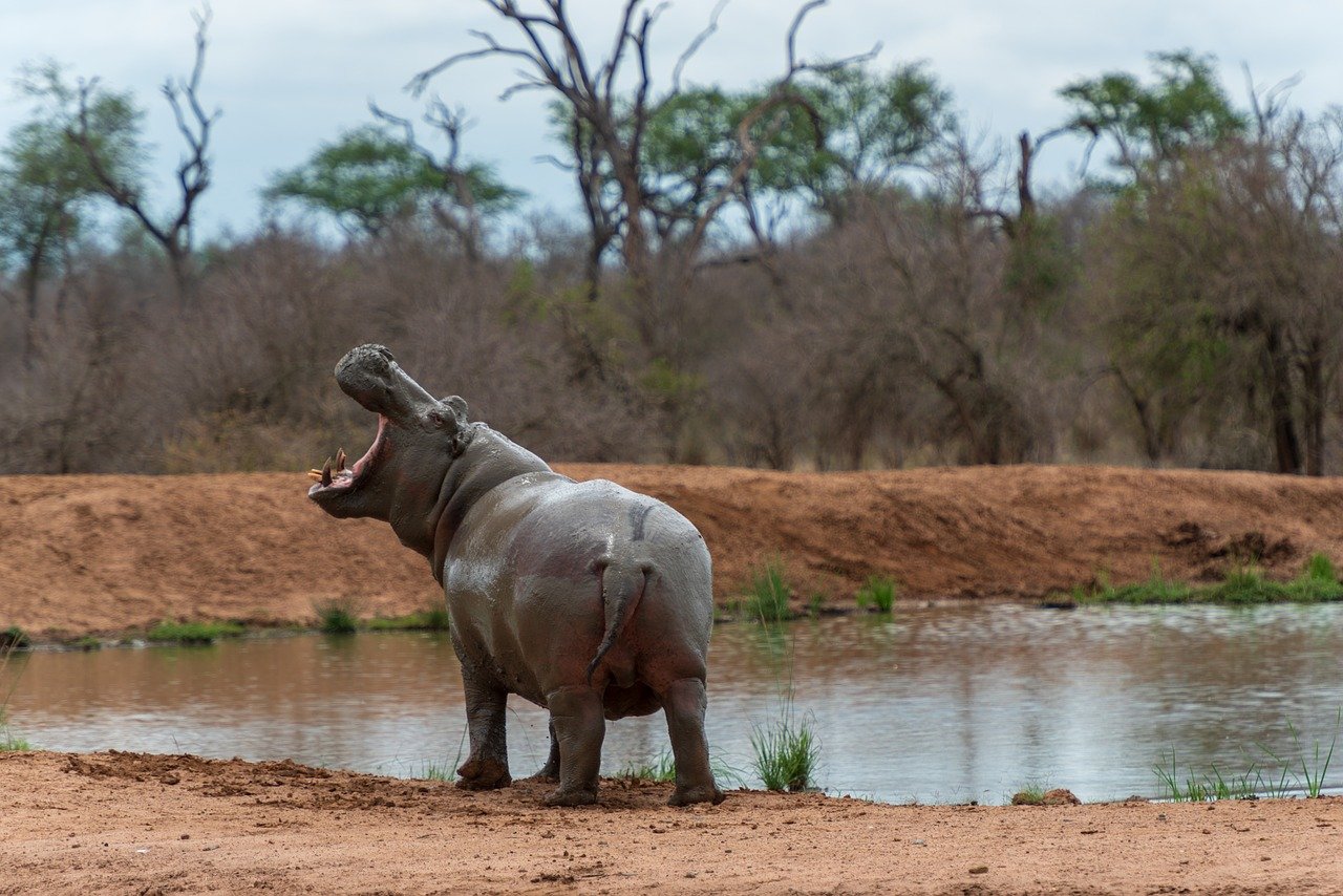 Os hipopótamos vivem de 40 a 50 anos. Eles habitam normalmente toda a África abaixo do Saara, em habitats próximos a corpos de água, como rios, lagos e pântanos. Países como Zâmbia, Tanzânia e Uganda possuem algumas das maiores populações de hipopótamos.. 