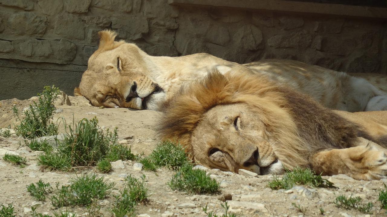  Os leões vivem em grupos de cerca de 40 animais. São considerados uma espécie sociável.  Durante a maior parte do tempo, os leões descansam. Eles dormem ou ficam parados, economizando energia. 