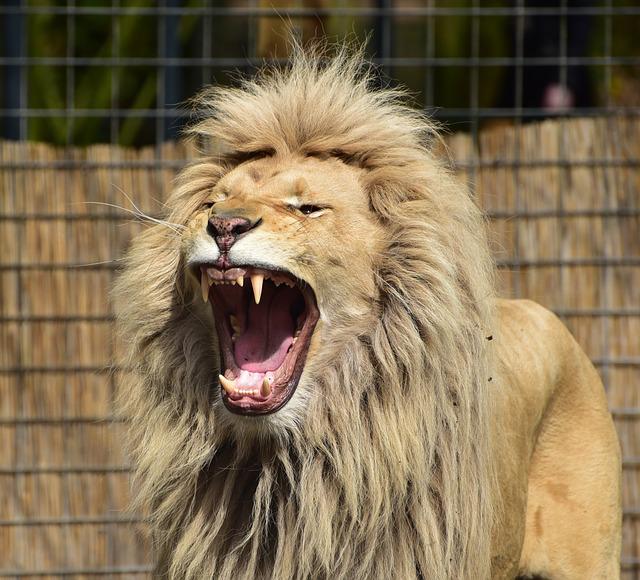  Os machos defendem o território e garantem a proteção da 