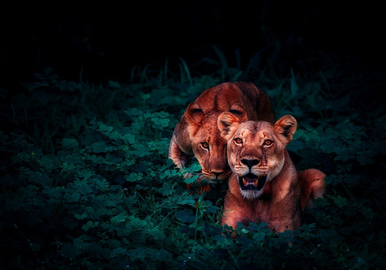 Os leões têm boa visão noturna. Por isso, as leoas também podem aproveitar horários noturnos para surpreender suas presas. Saindo em grupo, as leoas levam vantagem sobre animais de maior porte que estejam sem companhia. na foto, elas abatem um búfalo. 