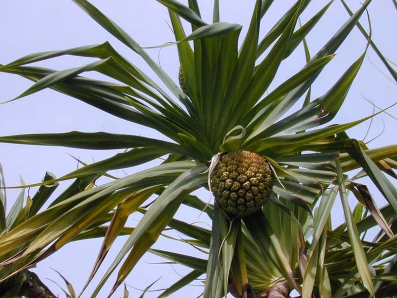 Tuvalu também exporta o pândano, uma planta da Polinésia que é usada na culinária, no artesanato e no paisagismo. 