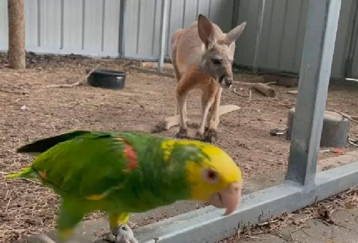 Segundo o casal, foi Thor que soltou Baxter. Olha a jaula aberta e o canguru correndo, pimpão. Algumas aves são consideradas inteligentes e os papagaios estão incluídos nesta seleta lista. Veja quais são as 5 aves falantes consideradas as mais espertas do planeta!