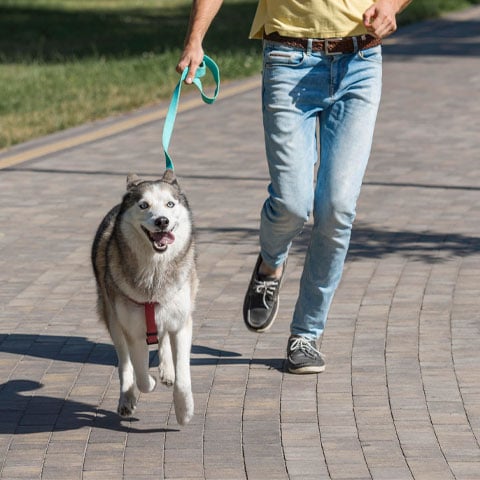 Dica importante: Passeios - Os cachorros precisam fazer suas necessidades e socializar. O ideal é que eles tenham de dois a três passeios por dia, em torno de 30 minutos cada. Sair rapidinho não adianta.