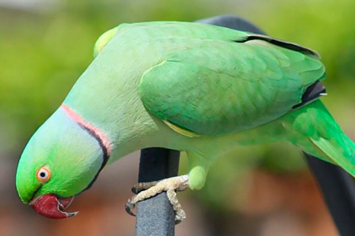 Periquito-de-colar indiano - Tem cores vibrantes e uma plumagem no pescoço que dá impressão de colar. Mede cerca de 40 cm.  A envergadura das asas pode chegar a 50 cm. Vive até 60 anos. 