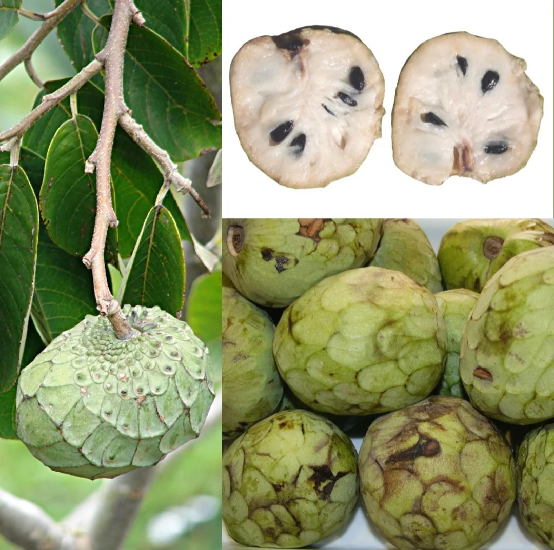 A cherimoia tem casca verde e Ã¡spera, que pode ser lisa ou apresentar pequenas protuberÃ¢ncias. A polpa Ã© branca, cremosa e macia, com vÃ¡rias sementes pretas e lisas. Com tamanho variÃ¡vel, pesando entre 200 e 800 gramas, tem sabor doce e aromÃ¡tico, que parece uma combinaÃ§Ã£o de banana, abacaxi, morango, manga e papaia.